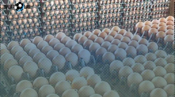 سعر كرتونة البيض جملة الخميس 6-11-2025 يتراجع مع استقرار الأسواق